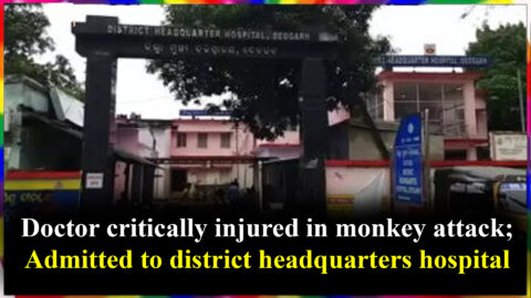 Doctor critically injured in monkey attack; Admitted to district headquarters hospital