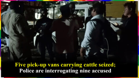Five pick-up vans carrying cattle seized; Police are interrogating nine accused